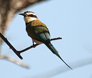 Weißkehlspint, Merops albicollis